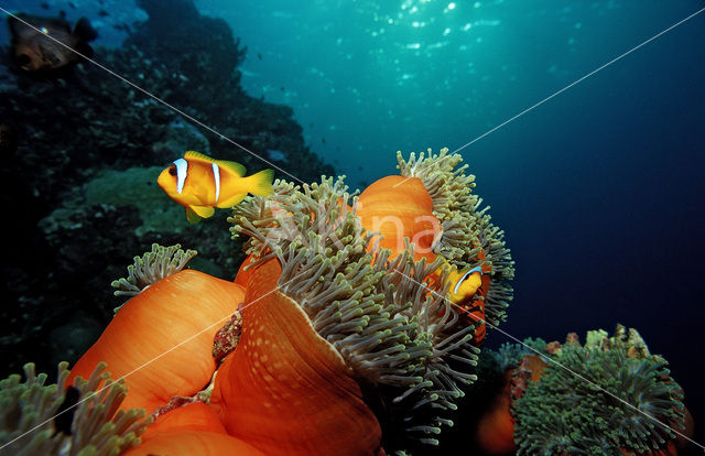 two-banded Anemonefish