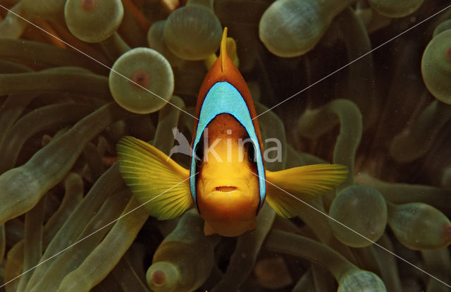 Rode zee anemoonvis (Amphiprion bicinctus)