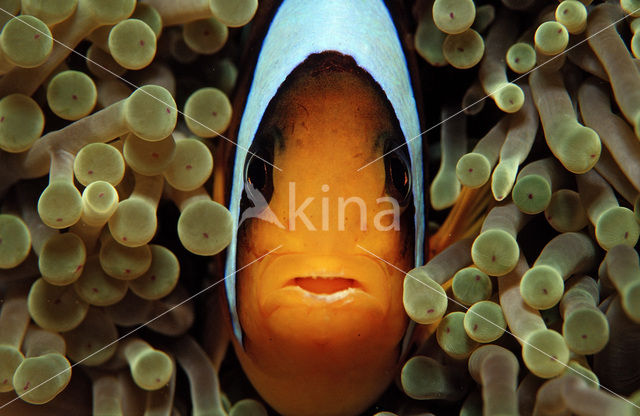 Rode zee anemoonvis (Amphiprion bicinctus)