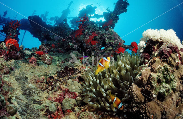 two-banded Anemonefish