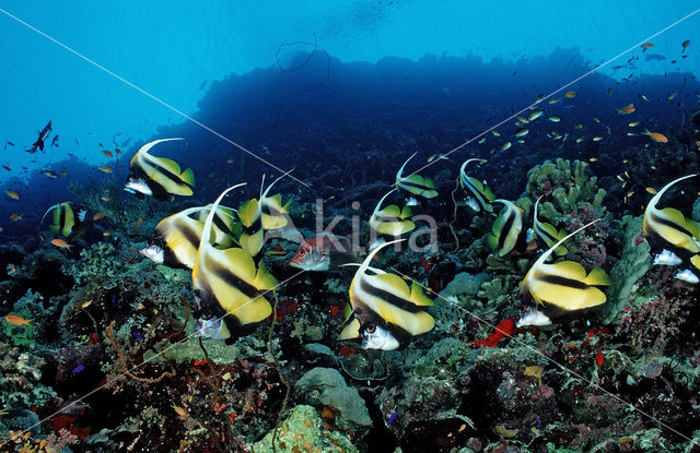 Red sea bannerfish (Heniochus intermedius)