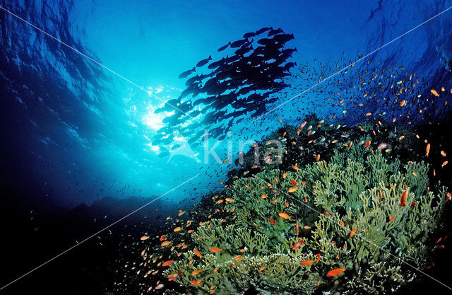 Red sea