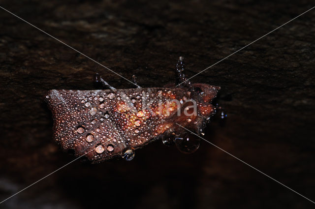 herald moth (Scoliopteryx libatrix)