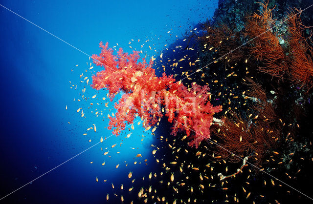 Rood Zacht koraal (Dendronephthya spec.)