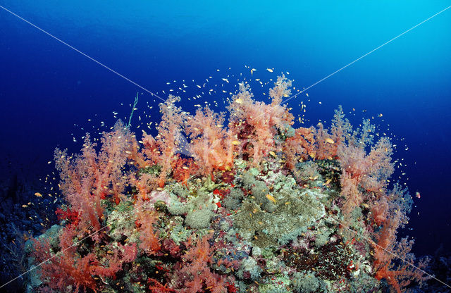 Rood Zacht koraal (Dendronephthya spec.)