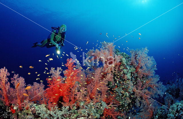 Rood Zacht koraal (Dendronephthya spec.)