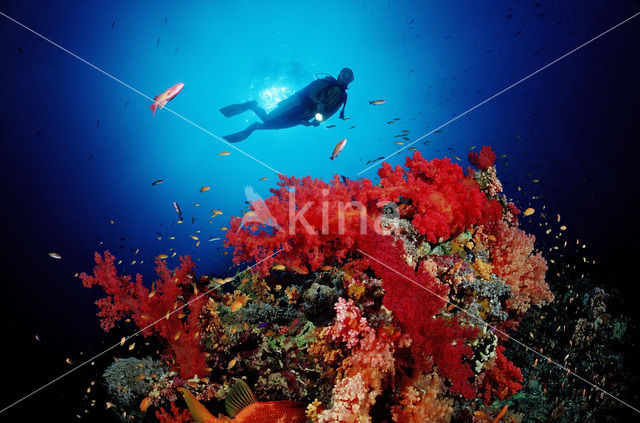 red Soft coral (Dendronephthya spec.)