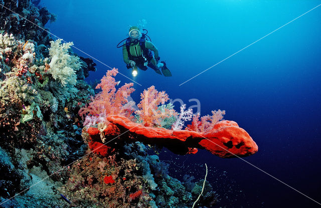 red Soft coral (Dendronephthya spec.)