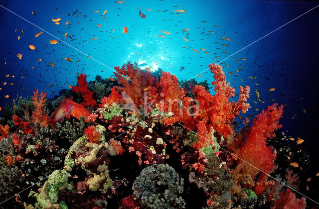 red Soft coral (Dendronephthya spec.)