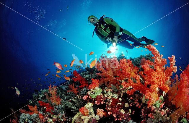 red Soft coral (Dendronephthya spec.)