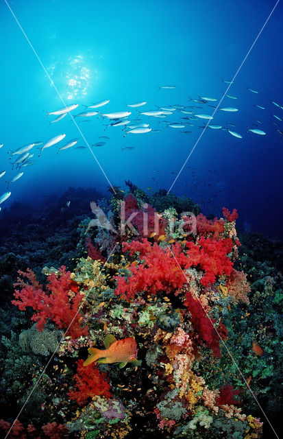 red Soft coral (Dendronephthya spec.)