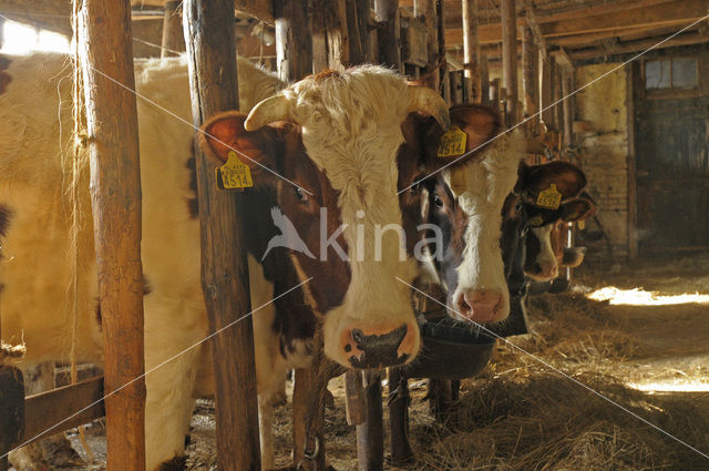 red-and-white Cow (Bos domesticus)