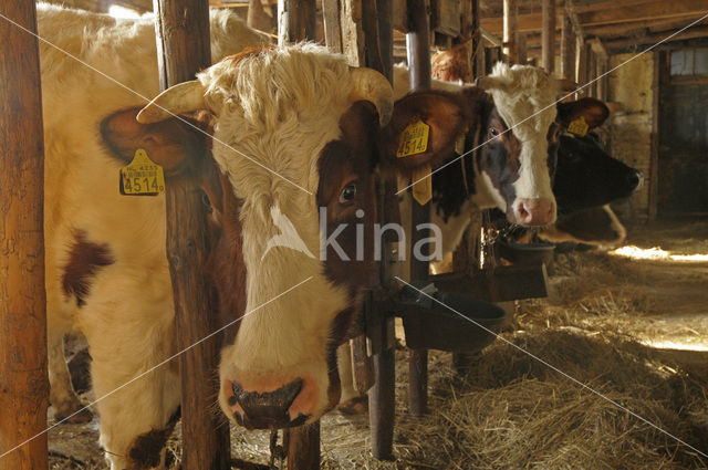 red-and-white Cow (Bos domesticus)