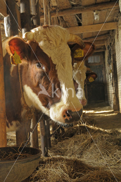 red-and-white Cow (Bos domesticus)