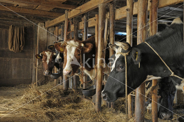 red-and-white Cow (Bos domesticus)