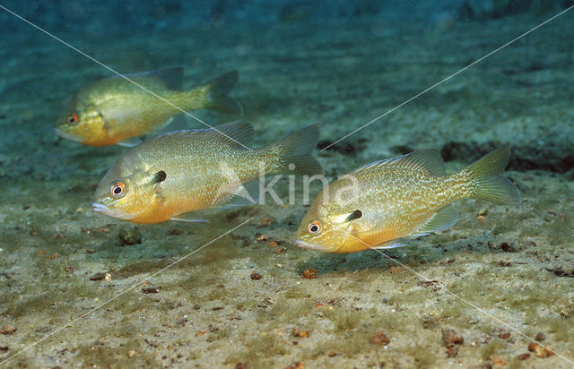 Redbreast Sunfish (Lepomis auritus)