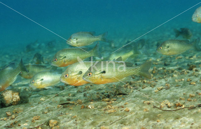 Redbreast Sunfish (Lepomis auritus)