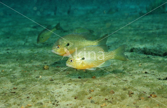 Redbreast Sunfish (Lepomis auritus)