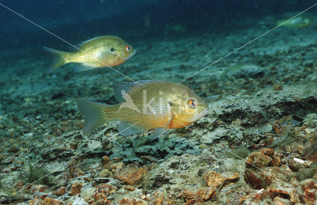 Redbreast Sunfish (Lepomis auritus)
