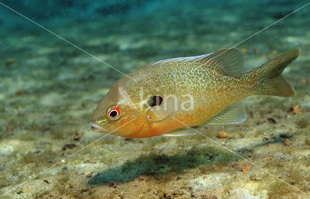 Redbreast Sunfish (Lepomis auritus)