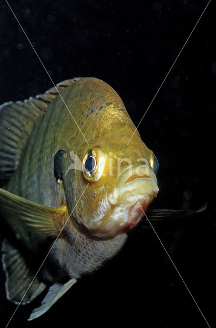 Redbreast Sunfish (Lepomis auritus)