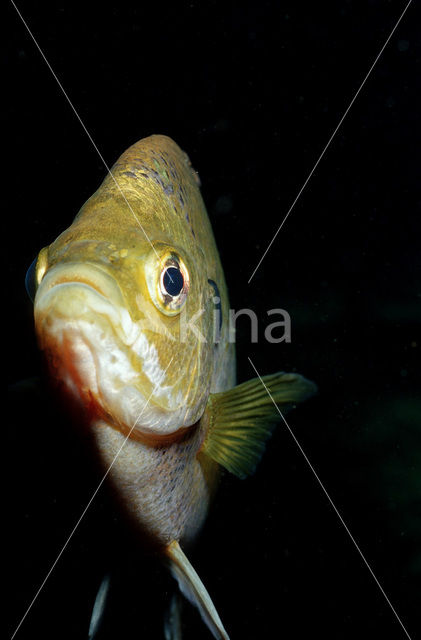 Redbreast Sunfish (Lepomis auritus)