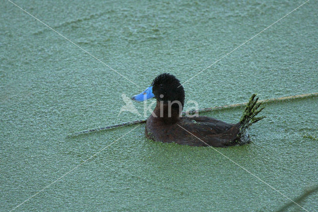 Andean Duck (Oxyura ferruginea)