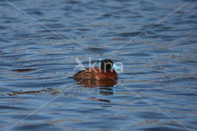 Rosse stekelstaarteend (Oxyura ferruginea)