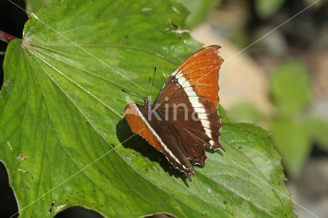 Rusty-tipped Page (Siproeta epaphus)