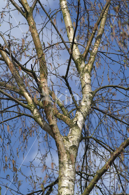 Silver Birch (Betula pendula)