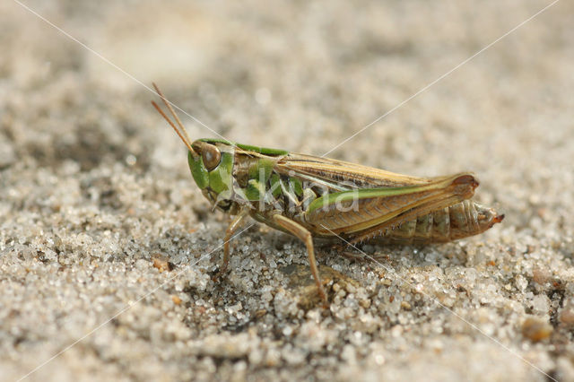 Lesser Mottled Grasshopper (Stenobothrus stigmaticus)