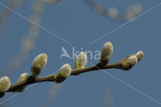 Schietwilg (Salix alba)