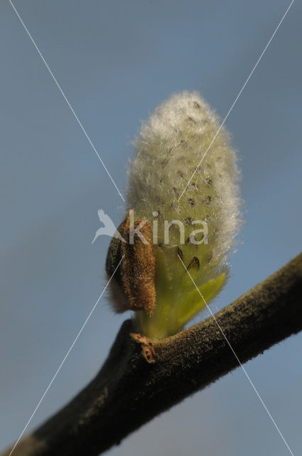 Schietwilg (Salix alba)