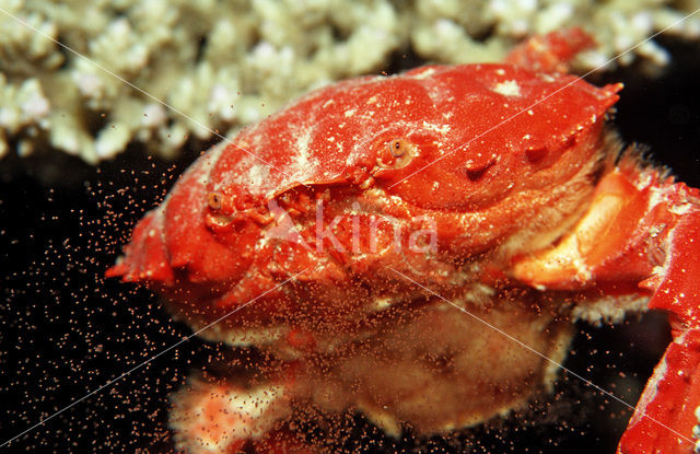 Red crab