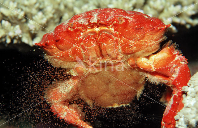 Red crab