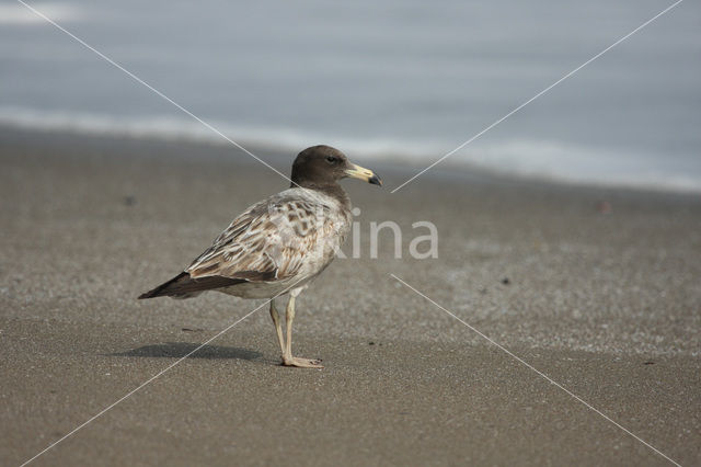 Band-tailed Gull (Larus belcheri)