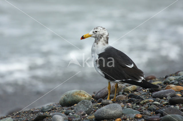 Band-tailed Gull (Larus belcheri)