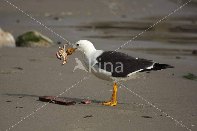 Band-tailed Gull (Larus belcheri)