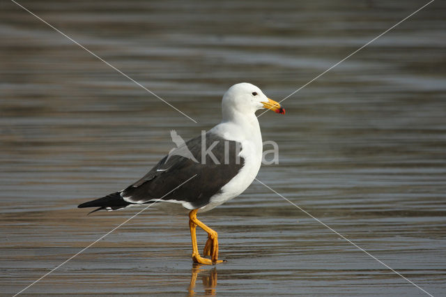 Band-tailed Gull (Larus belcheri)
