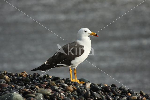 Band-tailed Gull (Larus belcheri)