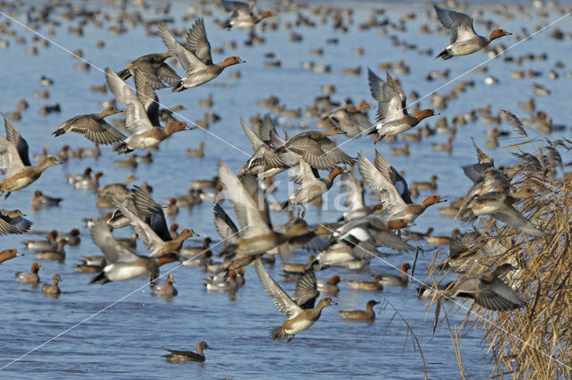 Wigeon (Anas penelope)