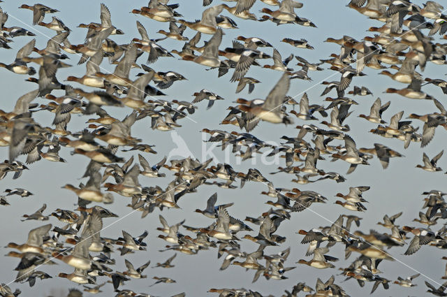 Wigeon (Anas penelope)