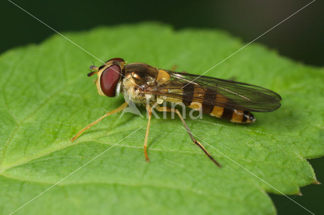 Belted flowerfly (Meliscaeva cinctella)