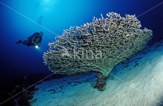 Tafelkoraal (Acropora divaricata)