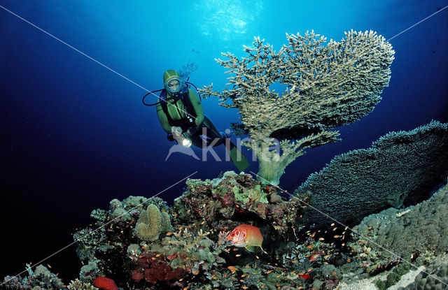 Table coral (Acropora divaricata)