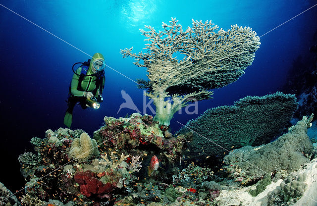 Tafelkoraal (Acropora divaricata)