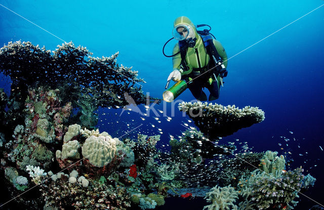 Tafelkoraal (Acropora divaricata)