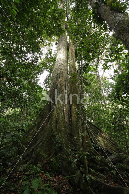 Tambopata National Park