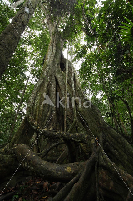 Tambopata National Park