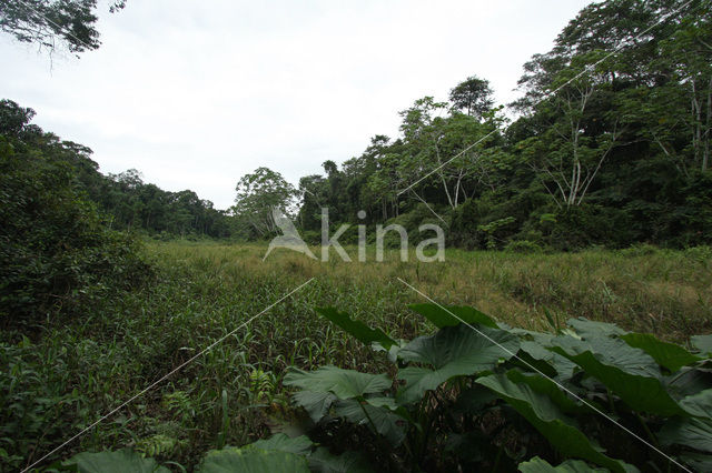 Tambopata National Park